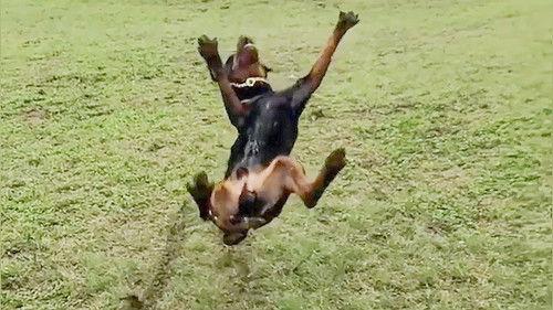 World's Funniest Animals Season 1 Episode 11 - Episode 111