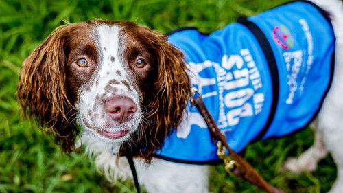 Dog Squad Puppy School Season 4 Episode 9 - Episode 9