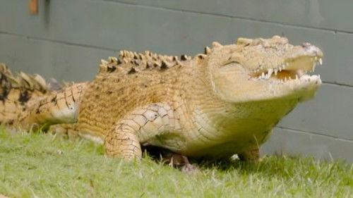 Crikey! It's the Irwins Season 4 Episode 6 - Grace's Garden