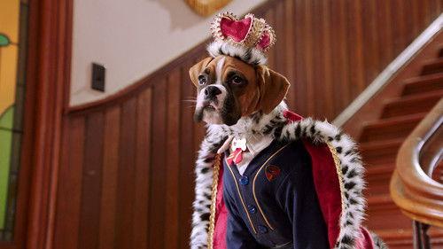 Pup Academy Season 1 Episode 15 - The Day of the Stray