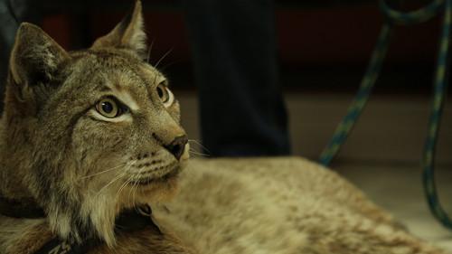 Dr. K's Exotic Animal ER Season 2 Episode 1 - Sir Lynx-a-Lot