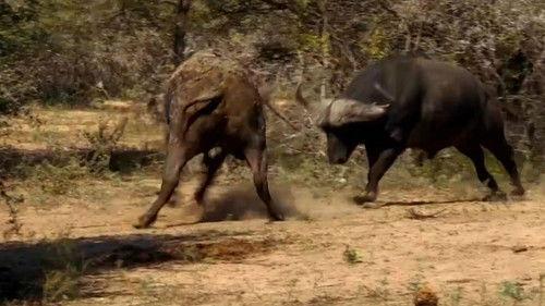 Animal Fight Night Season 6 Episode 8 - United We Stand