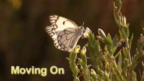 Meerkat Manor Season 1 Episode 13 - Moving On