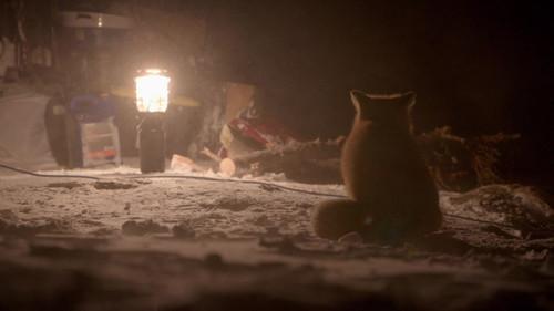 Life Below Zero Season 19 Episode 4 - Shadow Dwellers