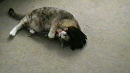 Funniest Pets & People Season 4 Episode 11 - Household Helpers