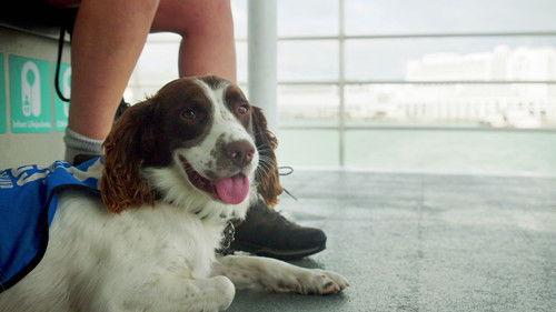 Dog Squad Season 13 Episode 5 - Episode 5