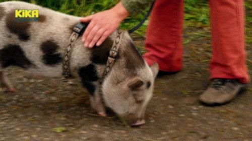 Löwenzahn Season 32 Episode 11 - Schwein – Die superschlaue Mini-Sau