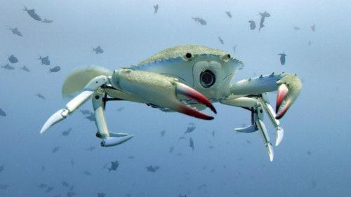 Nature Season 42 Episode 2 - Spy in the Ocean: Deep Thinkers