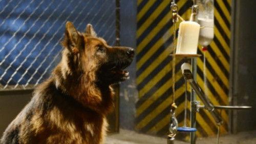 Komisarz Alex Season 5 Episode 6 - Episode 6