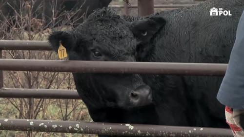 The Incredible Dr. Pol Season 21 Episode 7 - Glove Will Find a Way