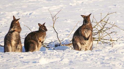 Animal Park Season 21 Episode 4 - Christmas 2022: Episode 4