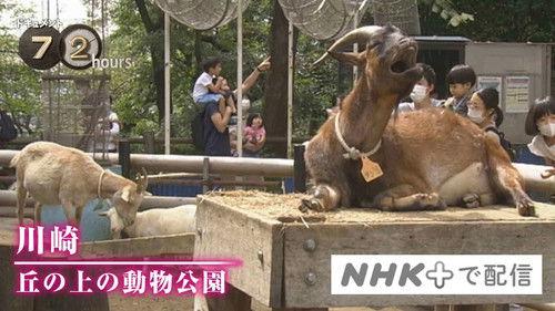 Document 72 Hours Season 11 Episode 21 - Kawasaki Animal Park on the Hill