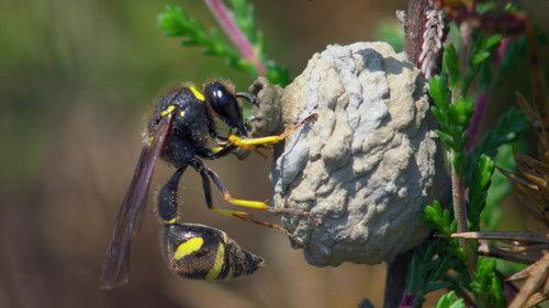 Mamas Season 1 Episode 8 - Potter Wasp