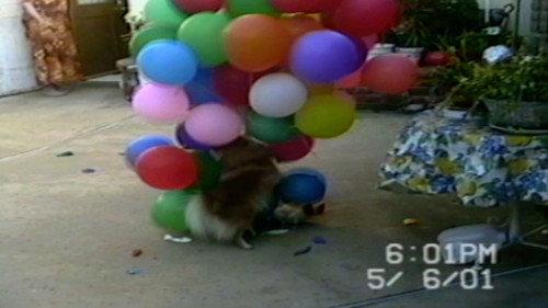 Funniest Pets & People Season 2 Episode 1 - Chow Time