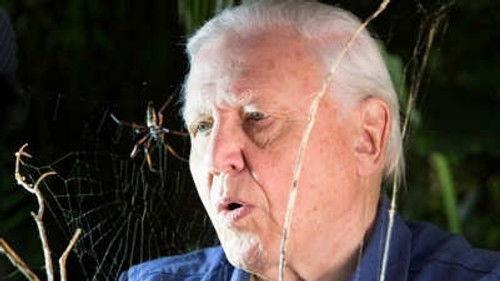 Micro Monsters with David Attenborough Season 1 Episode 5 - Family