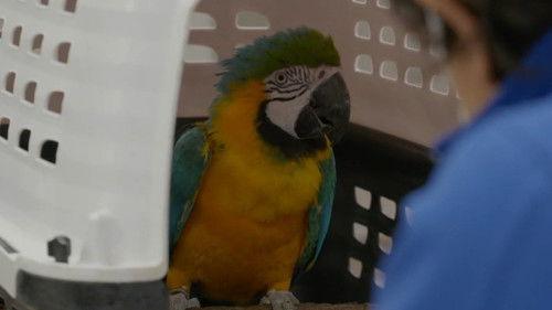 Secrets of the Zoo: Tampa Season 4 Episode 1 - Crash Landing