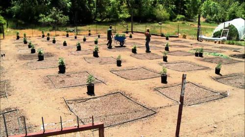 Weed Country Season 1 Episode 1 - Welcome to the Garden