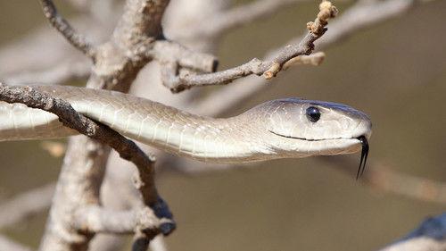 Nature Season 28 Episode 3 - Black Mamba