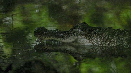 Dead By Dawn Season 1 Episode 4 - Swamp Things