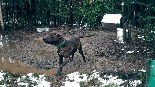 Pit Bulls and Parolees Season 5 Episode 2 - Shell Shocked