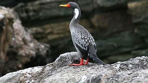 Natural World Season 16 Episode 5 - Paracas and the Billion Dollar Bird