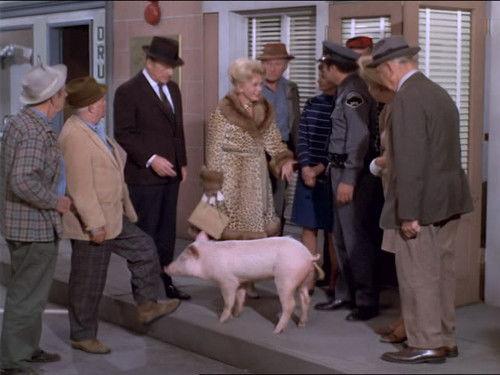 Green Acres Season 6 Episode 18 - Star Witness