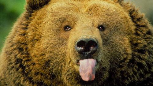 Nature Season 20 Episode 11 - Animals Behaving Badly