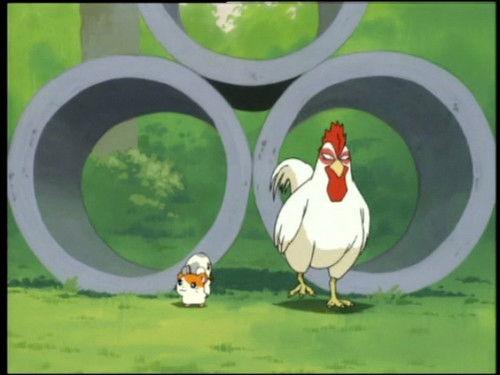 Hamtaro Season 1 Episode 43 - The Great Chicken Chase