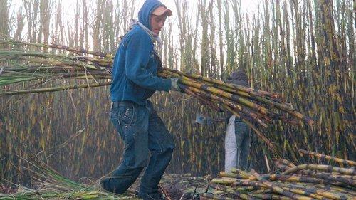 Rotten Season 2 Episode 4 - A Sweet Deal