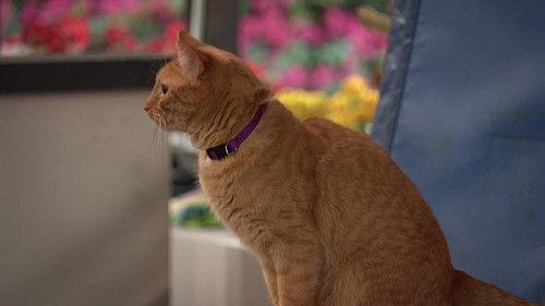 Kickin' It Season 1 Episode 2 - Fat Chance