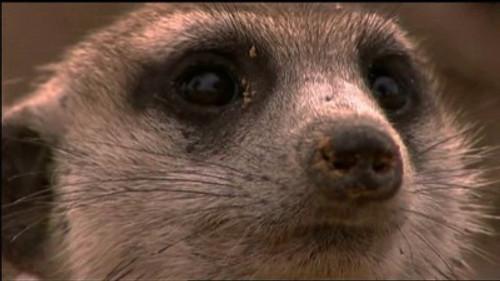 Natural World Season 24 Episode 8 - Ella: A Meerkat's Tale