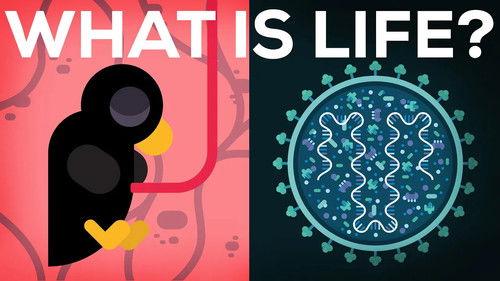 Kurzgesagt - In a Nutshell Season 2 Episode 14 - What Is Life? Is Death Real?