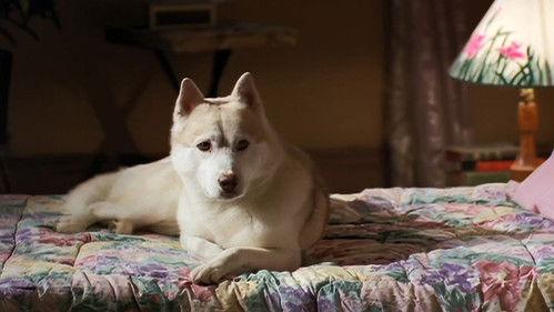 Due South Season 2 Episode 16 - The Duel