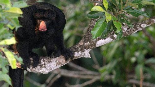 Brazil Untamed Season 1 Episode 6 - Amazon Monkey