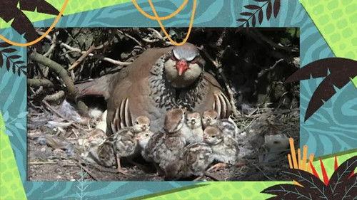 Kukurota Season 3 Episode 2 - Episode 2