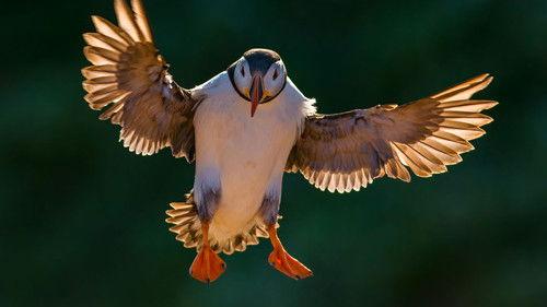 Birds Season 1 Episode 1 - Episode 1