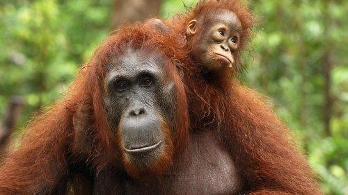 David Attenborough's Natural Curiosities Season 3 Episode 2 - Curious Minds