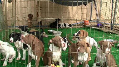 Pit Bulls and Parolees Season 5 Episode 13 - Rescue Resurrection