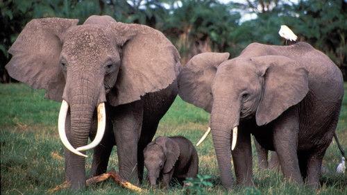 Nature Season 29 Episode 2 - Echo: An Elephant to Remember