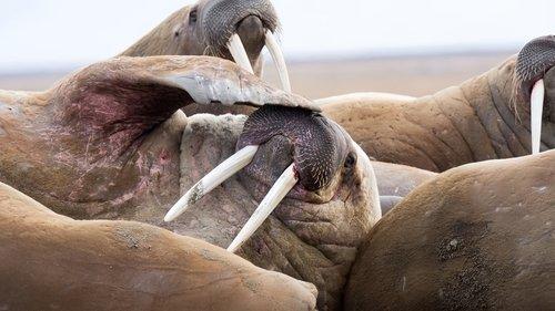 Frozen Planet II Season 1 Episode 2 - Frozen Ocean