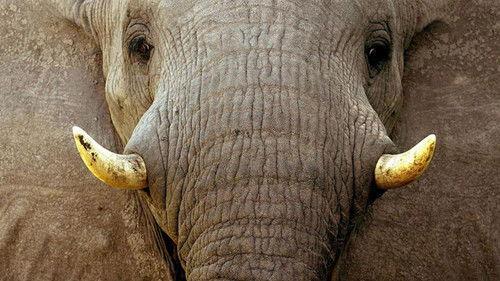 America's Funniest Home Videos Season 8 Episode 6 - Puppy escapes; rodeo tumble