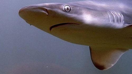 When Sharks Attack Season 1 Episode 1 - Florida Frenzy