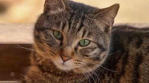 A Cat's-Eye View of Japan Season 3 Episode 5 - Nara's Todaiji Temple: Deer and Cats