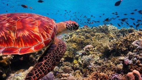 Our Planet Season 1 Episode 4 - Coastal Seas