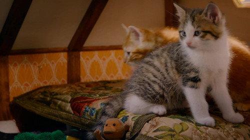 Poesjes Season 2 Episode 9 - Episode 9