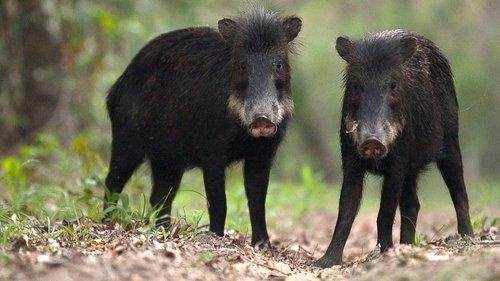 Brazil Untamed Season 1 Episode 3 - Peccary Party