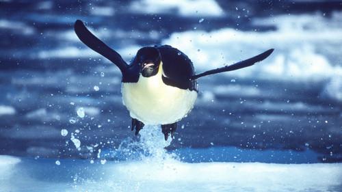 The Blue Planet Season 1 Episode 4 - Frozen Seas