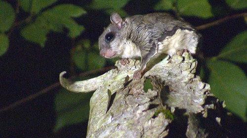 Great Lakes Wild Season 1 Episode 7 - Night Moves