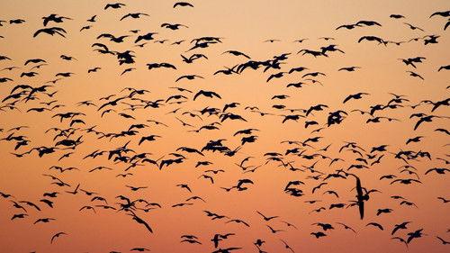 Nature Season 37 Episode 14 - American Spring LIVE: Migration