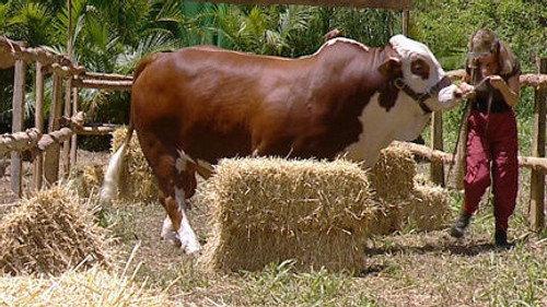 I'm a Celebrity...Get Me Out of Here! Season 6 Episode 8 - Bull in a China Shop